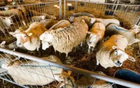 Bruxelles rejette l'obligation d'étourdir les animaux avant l'abattage rituel
