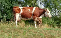 Interdiction d'abattage des vaches laitières : le gouvernement s'explique