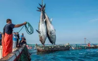 L'Union européenne veut relancer l'accord de pêche avec le Maroc