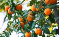 Colère des agriculteurs en Espagne : le « modèle marocain » qui bouscule tout