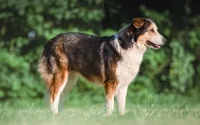 Le chien de l'Atlas (Aïdi ) menacé par un trafic international