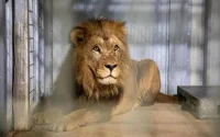 L'Algérie veut s'approprier les Lions de l'Atlas