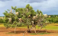 Maroc : l'arganier, trésor national en péril