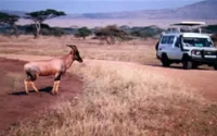 Un premier circuit safari au Maroc