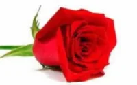 M'Gouna : le bouquet du nouveau Moussem de la Rose