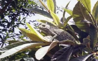 Biodiversité : Bonnet d'âne « européen » pour le Maroc