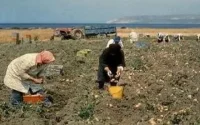 L'Espagne ne fera plus appel aux ouvriers agricoles marocains