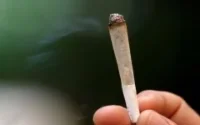 Le Maroc premier exportateur mondial de hashish
