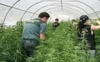 Des Marocains exportent la culture du kif du Rif vers l'Espagne