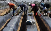 Espagne : 2000 ouvrières « de réserve » pour la cueillette des fraises