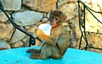Singes au Maroc : entre sorcellerie et satisfaction du touriste