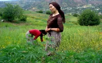 Maroc : une amnistie pour les producteurs de cannabis ?