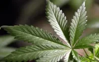 Le Maroc à l'honneur aux journées du cannabis en Hollande