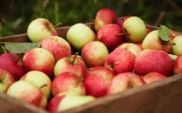 De fausses pommes marocaines détruites en Russie
