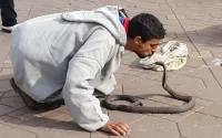 Un charmeur de serpent meurt à Marrakech après la morsure de son cobra