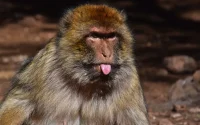 Vous aimez les singes de l'Atlas, respectez-les (vidéo)