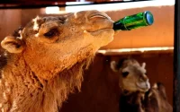 Jusqu'à 45 degrés attendus Maroc dans les prochains jours