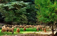Maroc : un million d'arbres plantés en une seule journée