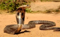 En tentant d'installer un radar routier, un gendarme mordu par un Cobra