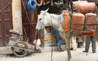 Maroc : les subventions du gaz et la farine maintenues
