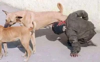 Non, cette photo n'a pas été prise au Maroc (photos)