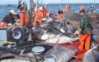 L'accord de pêche Maroc-Europe n'est pas applicable au Sahara selon la CJUE