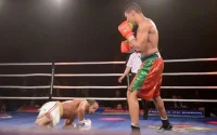 Mohamed Rabii met KO Gojko Knezevic en moins d'une minute (vidéo)