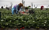 20.000 ouvrières marocaines se rendront en Espagne pour la cueillette de fruits