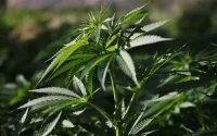 Maroc : 50.000 hectares dédiés à la culture du cannabis