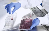 Le 5ème centre mondial de cellules souches ouvrira au Maroc