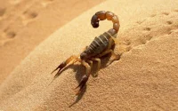 Maroc : la piqûre d'un scorpion envoie un bébé à l'hôpital