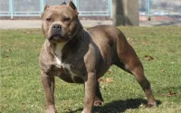 Espagne : une Marocaine séquestrée 8 mois à l'aide d'un chien