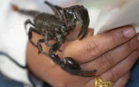 Maroc : l'été arrive et les morsures de scorpion aussi (vidéo)