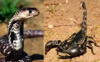 Agadir : un enfant de 6 ans tué par une morsure de serpent