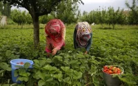 Espagne : 268 contrats de travail proposés aux ouvrières marocaines