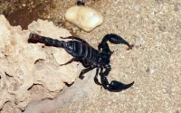 Comment le Maroc compte lutter contre les piqûres de scorpion