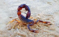 Marrakech : les scorpions ont tué 23 personnes