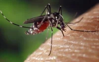 Côte d'Ivoire : piqûre mortelle pour un Marocain