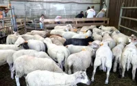 Halal : vers la fin de l'abattage sans étourdissement en France ?