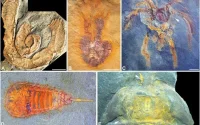 La science fait une grande découverte au Maroc