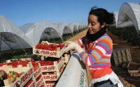 Espagne : déjà 6.500 saisonnières marocaines recrutées