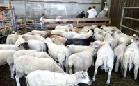 Belgique : la justice brise l'espoir des musulmans