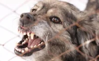 France : alerte sur un cas de rage détecté chez un chiot marocain