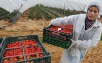 Des ouvrières marocaines , victimes collatérales de la fermeture des frontières