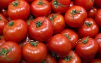 Tomate : le Maroc dans le top 5 mondial