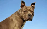 Maroc : arrêté pour avoir menacé un policier avec un chien