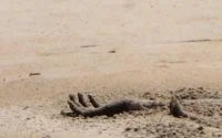 Découverte macabre près de Rhamna