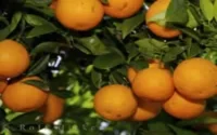 Tanger : Joint-venture dans le jus de fruit