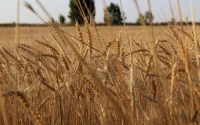 Maroc : les importations de blé vont fortement grimper cette année