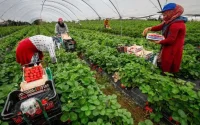 Combien touchent les cueilleuses de fraises en Espagne ?